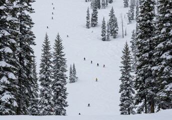 Winter wonderland: skiers descend snow-covered mountain surrounded by evergreen pines