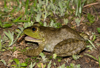 American Bullfrog Lithobates catesbeianus eating insect earwig nature amphibian.