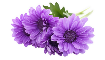 close-up three vibrant purple daisies arranged together showcasing their delicate petals and rich texture against a clean white background ideal for floral designs or nature-themed projects
