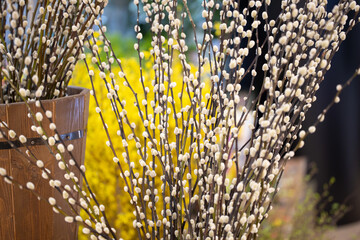 Large Easter bouquet of willow branches © Vlad Yakubovskiy