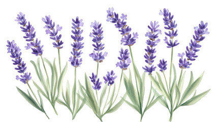 a watercolor illustration of lavender flowers arranged in a natural setting showcasing their vibrant purple hues and green leaves ideal for decorative or botanical purposes