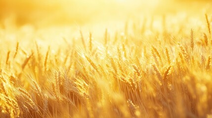 Golden Wheat Field Under Bright Sunlight During Summer Days