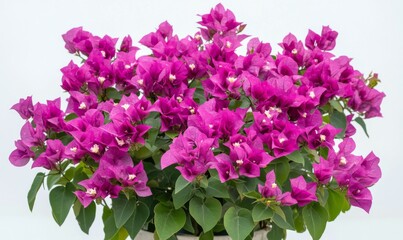 Fototapeta premium Vibrant pink and purple bougainvillea flowers blooming on a white background, pink flowers, purple flowers