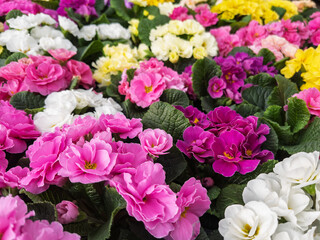 Vibrant Blossoms of Primula Acaulis in Full Bloom