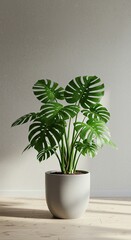 Fototapeta premium Sunlit monstera plant in modern gray pot with minimalistic background