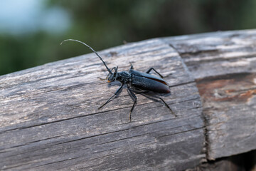 Capricorne du chêne (Cerambyx cerdo), Grand capricorne ou Capricorne ouvrier