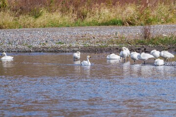青空映す水面をのんびり泳ぐコハクチョウ