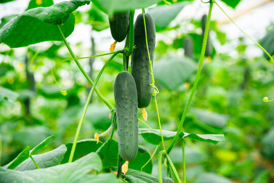 Organic cucumbers cultivation. Closeup of fresh green vegetables ripening in glasshouse