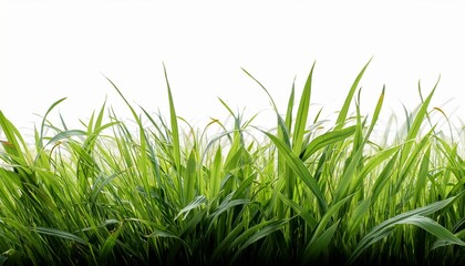 Fototapeta premium background with grass isolated on transparent background