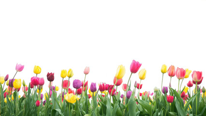 Red and white tulips isolated on transparent background, spring floral decoration, perfect for Easter, botanical clipart, blooming flowers for design