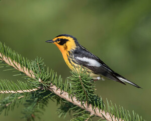 Blackburnian Warbler (Setophaga fusca),  is a small New World warbler. They breed in eastern North America, from southern Canada, westwards to the southern Canadian Prairies, the Great Lakes region 