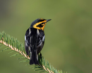 Blackburnian Warbler (Setophaga fusca),  is a small New World warbler. They breed in eastern North America, from southern Canada, westwards to the southern Canadian Prairies, the Great Lakes region 
