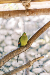 Green mountain parrot sits on a perch in a cage