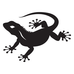 lizard on white background