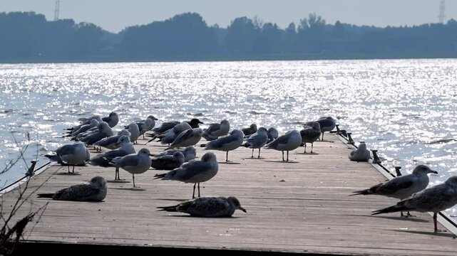 Several seagulls congregate on a wooden deck, bathed in the soft, in the light of the early morning sun. The water stretches out, reflecting the sun, as the birds begin their day.