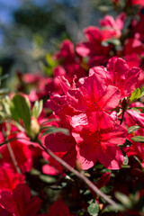 Bright Red Azalea Flowers