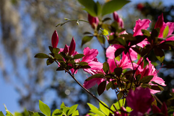 Pink Azalea Blooms