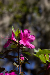 Two Bright Pink Azalea Blossoms