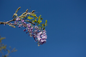 Purple Wisteria Flower Against Blue Sky