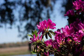 Pink Azalea Flowers