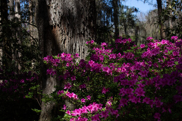 Pink Blooming Azalea Bush Against Tree
