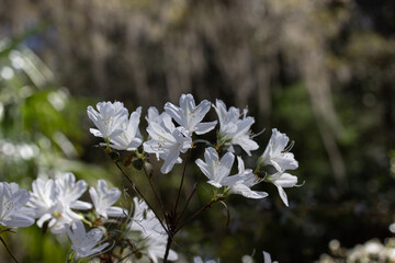 Small White Azalea Blossoms