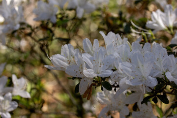 Cluster of White Azalea Blooms