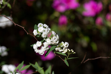 Small White Flowers with Green Leaves in Garden