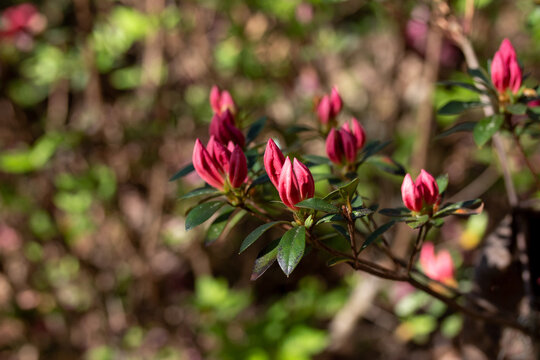 Pink Azalea Buds with Leaves