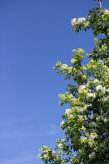 Tree Branches with White Blossoms Against Blue Sky