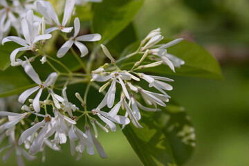 Closeup of Small White Flowers with Green Background