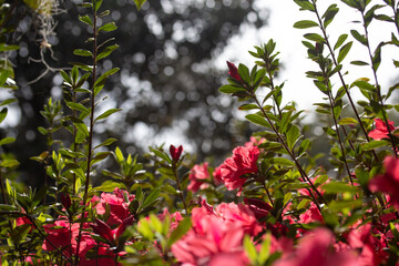 Red Azalea Flowers with Green Leaves