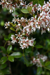Small White Flowers with Green Background