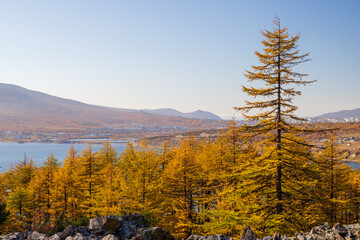 Beautiful autumn landscape. View of larch trees with yellow crowns. In the distance the sea bay and mountains. Northern nature. Outdoor recreation in the suburbs. Autumn season.