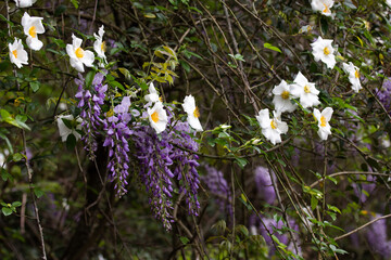 Purple Wisteria Blooms with White Flowers