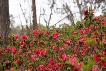 Red Flowering Azalea Bush