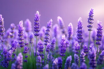 Fototapeta premium Luminous Lavender Illusions: A Delightful Gradient Background Design