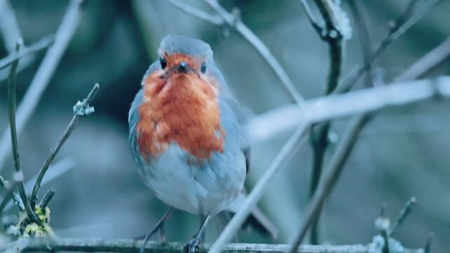 robin wintery scene