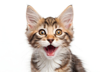 Obraz premium surprised cat with wide eyes and open mouth on white background. laughter tabby playful