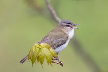 Red-eyed Vireo, (Vireo olivaceus), is a small American songbird. It is somewhat warbler-like but...