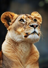 Fototapeta premium Professional stunning lioness and lion photo, perfect for wildlife concept designs