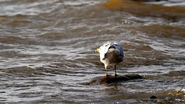 A lone seagull stands gracefully in the shallow edge of the water. The video captures the bird's serene presence, with gentle ripples surrounding its feet. The focus is on the seagull's details and it