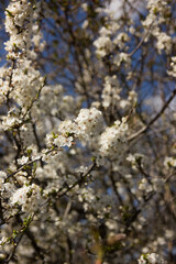 branch of blossoming cherry against blue sky. Spring blossom. Cherry blossom close-up