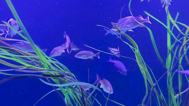 footage of beautiful Yellowtail Snapper fish swimming in a tank at The Florida Aquarium in Tampa Florida USA