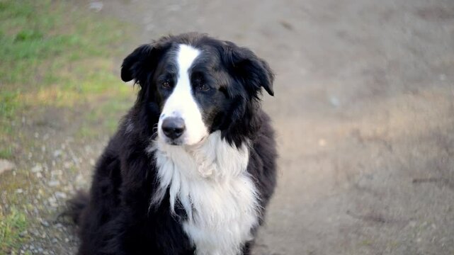Close-up of a Labernese dog attentively listening to distant dog barks. Watch as the dog's ears perk up and its head tilts, showcasing its reactions to the sounds. Captures the dog's focus and curiosi