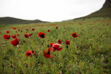 poppy field. Poppy season.Poppies are blooming