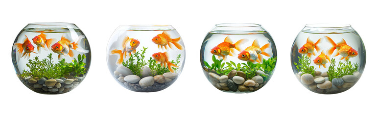 Four Clear Fish Bowls with Goldfish and Aquatic Plants Decorations