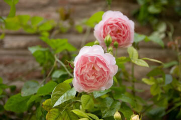 light pink roses. rose bush outside