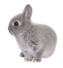 Grey Baby Easter Bunny Rabbit Sitting on Transparent Background, Cute and Fluffy Pet for Spring and Festive Holiday Decorations