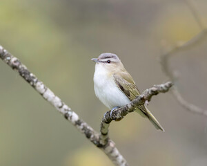 Red-eyed Vireo, (Vireo olivaceus), is a small American songbird. It is somewhat warbler-like but not closely related to the New World warblers